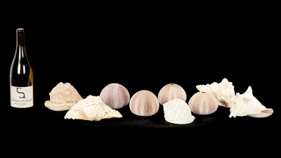 Lot 198 - TWO BOXES OF SEA SHELLS