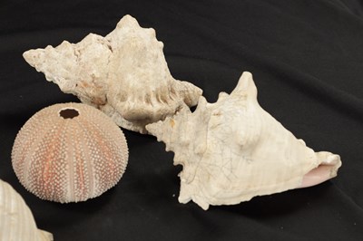 Lot 198 - TWO BOXES OF SEA SHELLS