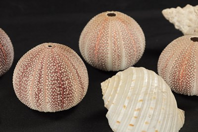 Lot 198 - TWO BOXES OF SEA SHELLS