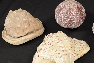 Lot 198 - TWO BOXES OF SEA SHELLS