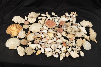 Lot 198 - TWO BOXES OF SEA SHELLS