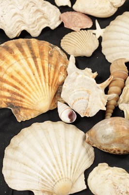 Lot 198 - TWO BOXES OF SEA SHELLS