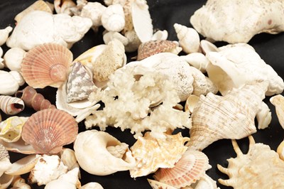 Lot 198 - TWO BOXES OF SEA SHELLS