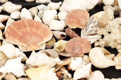 Lot 198 - TWO BOXES OF SEA SHELLS